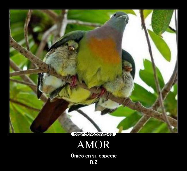 AMOR - Único en su especie
R.Z