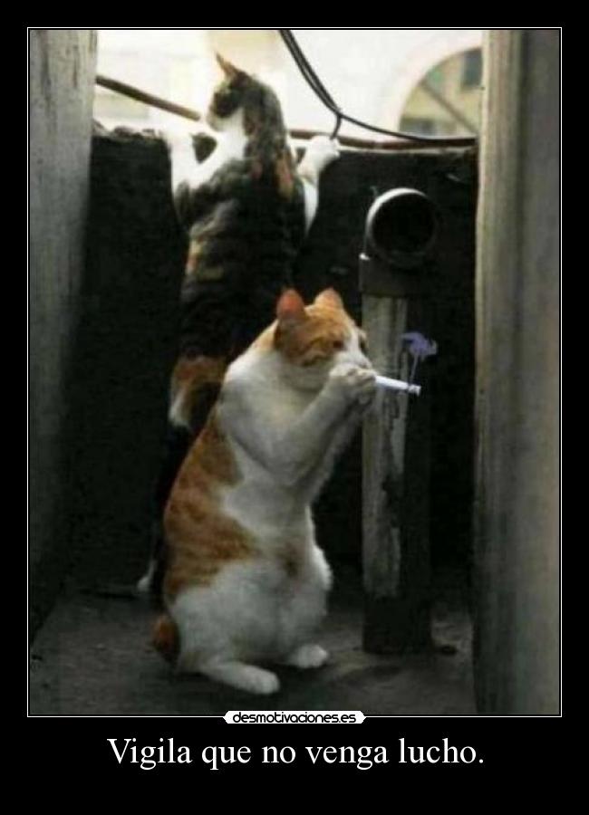 Vigila que no venga lucho. - 