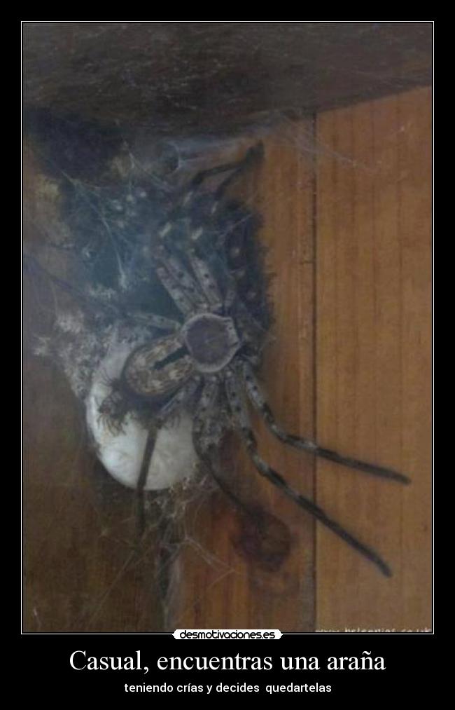 carteles bueno esas estupidas hermosas aranas son amor verdad las odio desmotivaciones