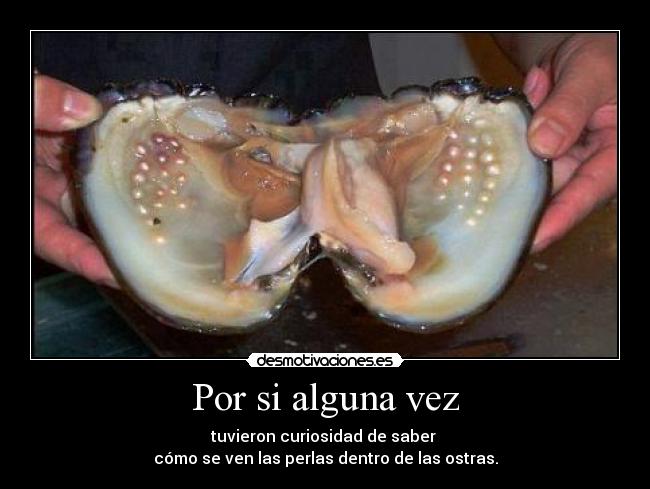 Por si alguna vez - tuvieron curiosidad de saber
cómo se ven las perlas dentro de las ostras.
