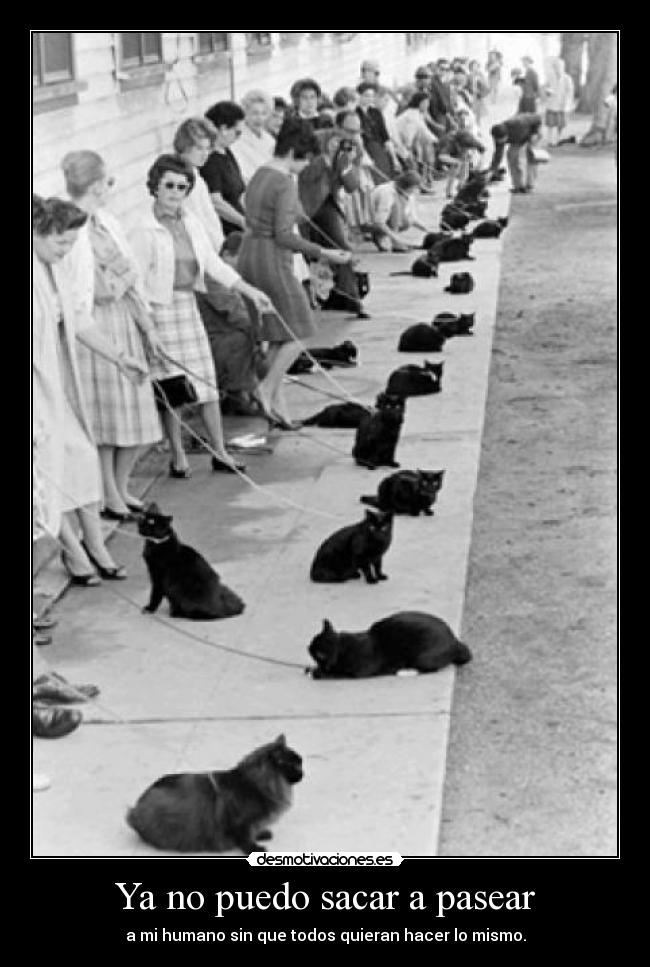 Ya no puedo sacar a pasear -