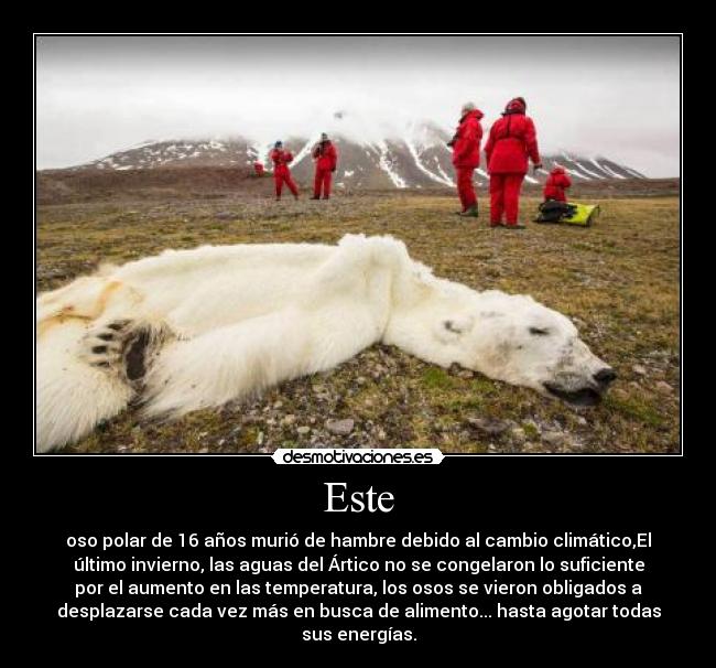 Este - oso polar de 16 años murió de hambre debido al cambio climático,El
último invierno, las aguas del Ártico no se congelaron lo suficiente
por el aumento en las temperatura, los osos se vieron obligados a
desplazarse cada vez más en busca de alimento... hasta agotar todas
sus energías.