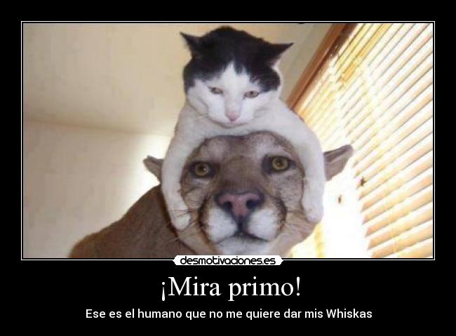 ¡Mira primo! - Ese es el humano que no me quiere dar mis Whiskas