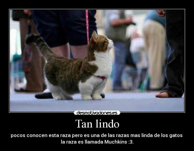 Tan lindo - pocos conocen esta raza pero es una de las razas mas linda de los gatos
la raza es llamada Muchkins :3.