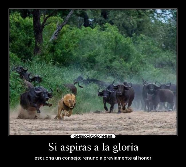 Si aspiras a la gloria - escucha un consejo: renuncia previamente al honor.