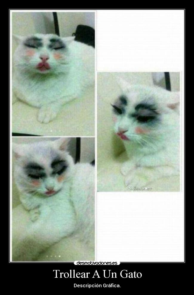 Trollear A Un Gato -