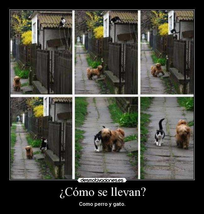 ¿Cómo se llevan? - Como perro y gato.