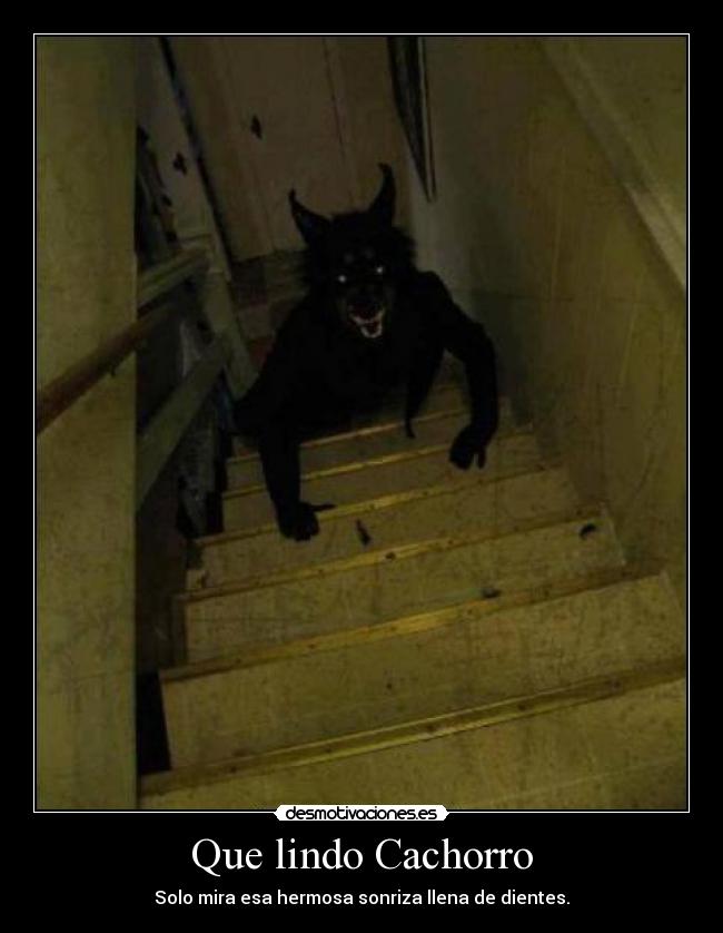 Que lindo Cachorro - Solo mira esa hermosa sonriza llena de dientes.