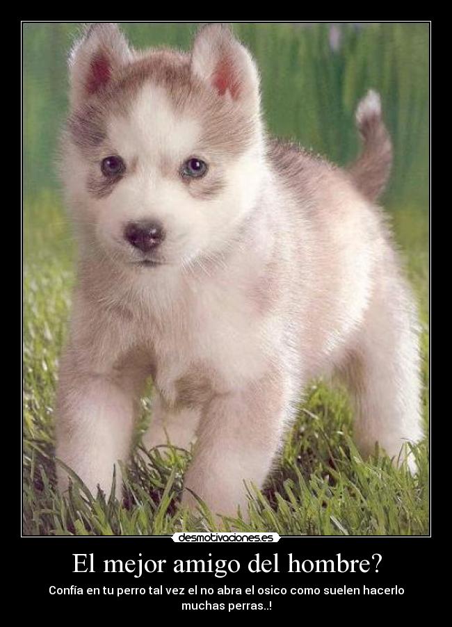 El mejor amigo del hombre? -