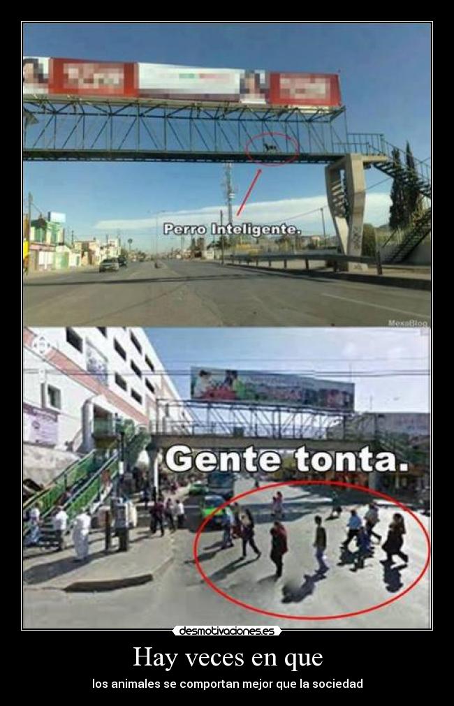 Hay veces en que - los animales se comportan mejor que la sociedad