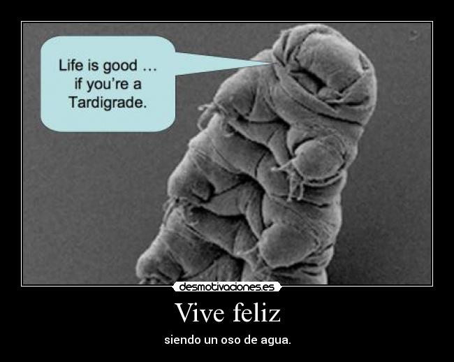 Vive feliz - 