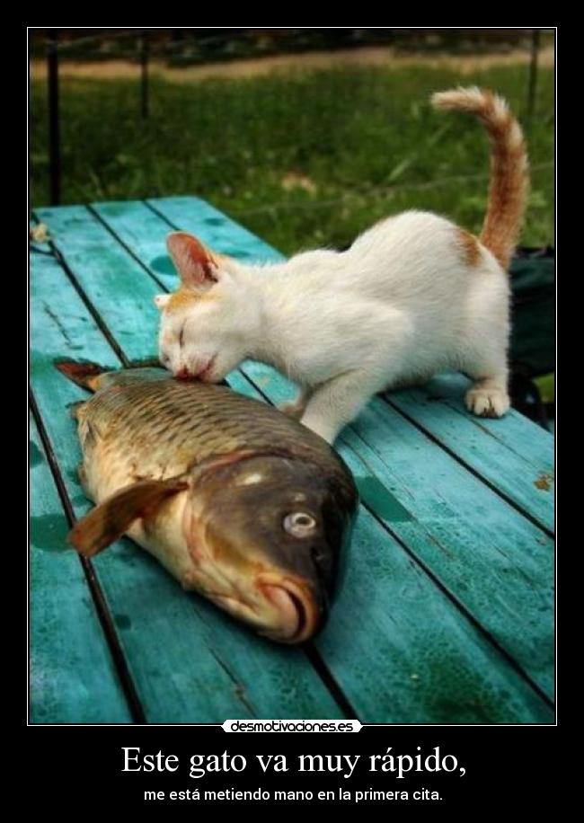 Este gato va muy rápido, - me está metiendo mano en la primera cita.