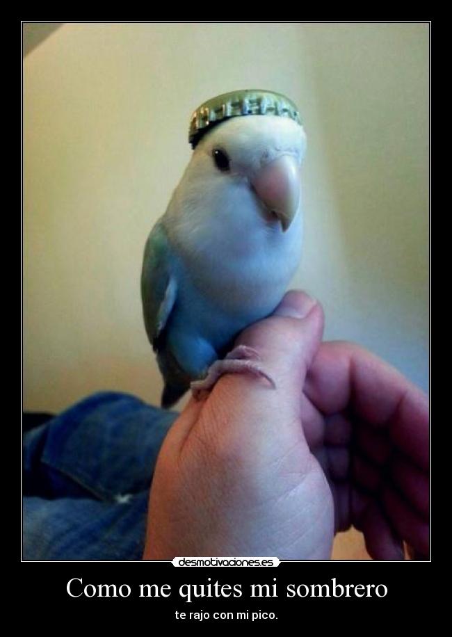 Como me quites mi sombrero - te rajo con mi pico.