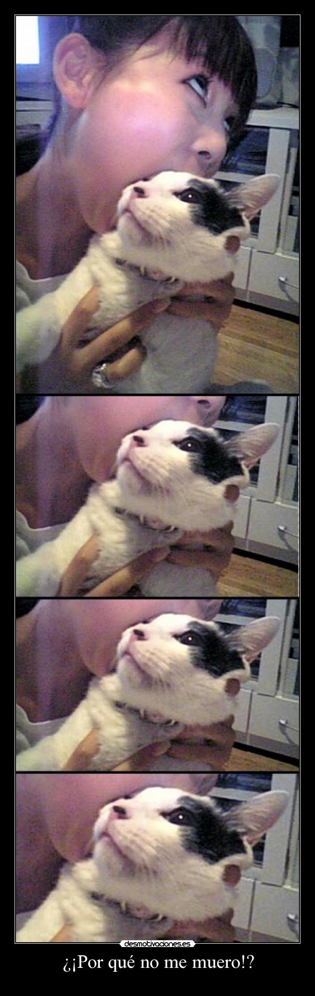carteles gatosdesea morir jesshellscythe desmotivaciones