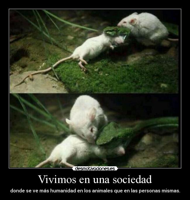 carteles sociedad humanidad desmotivaciones