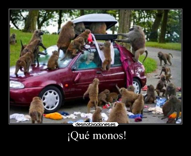 ¡Qué monos! -