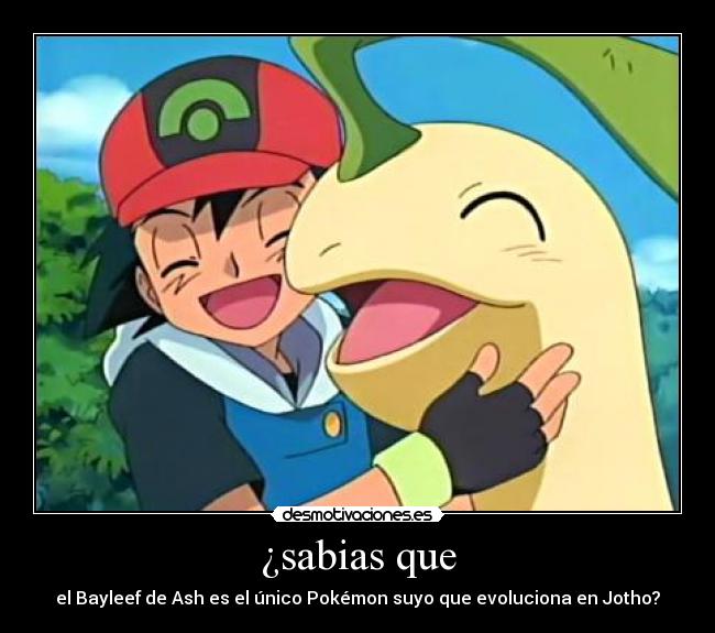 ¿sabias que - el Bayleef de Ash es el único Pokémon suyo que evoluciona en Jotho?