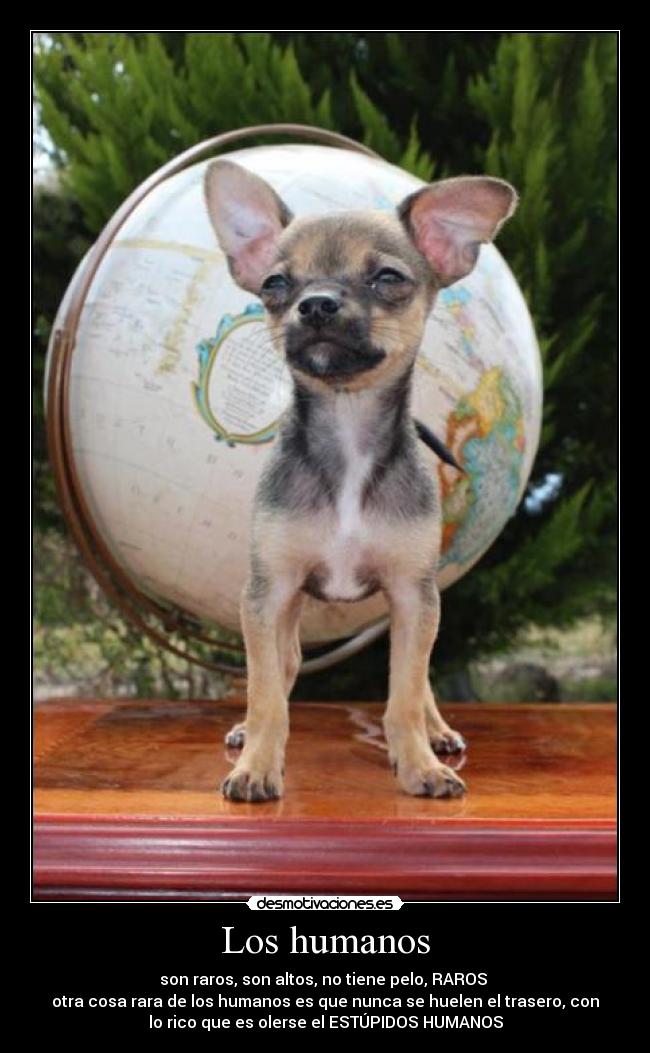 Los humanos - son raros, son altos, no tiene pelo, RAROS
otra cosa rara de los humanos es que nunca se huelen el trasero, con
lo rico que es olerse el ESTÚPIDOS HUMANOS