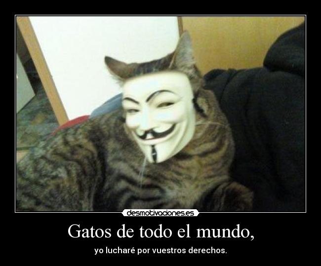 Gatos de todo el mundo, -