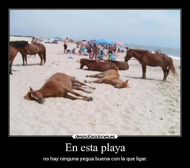 En esta playa - no hay ninguna yegua buena con la que ligar.