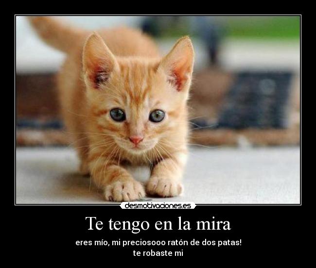 Te tengo en la mira - eres mío, mi preciosooo ratón de dos patas!
te robaste mi