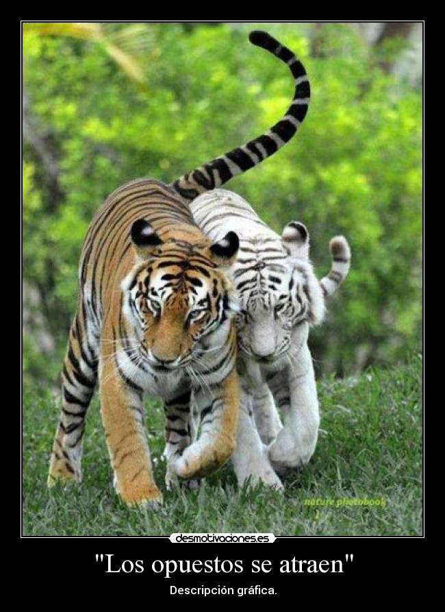 Los opuestos se atraen -