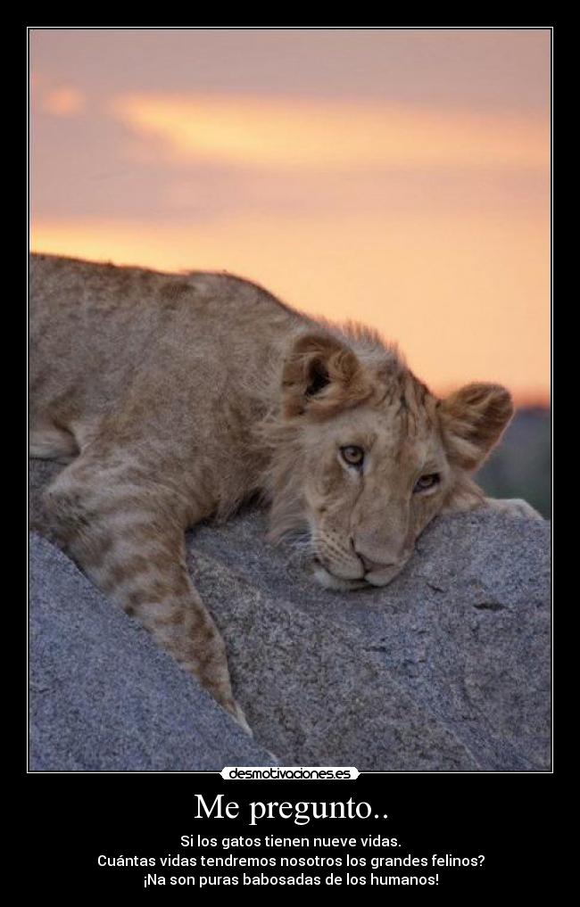 Me pregunto.. - Si los gatos tienen nueve vidas.
Cuántas vidas tendremos nosotros los grandes felinos?
¡Na son puras babosadas de los humanos!