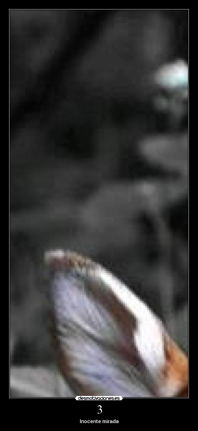 3 - Inocente mirada