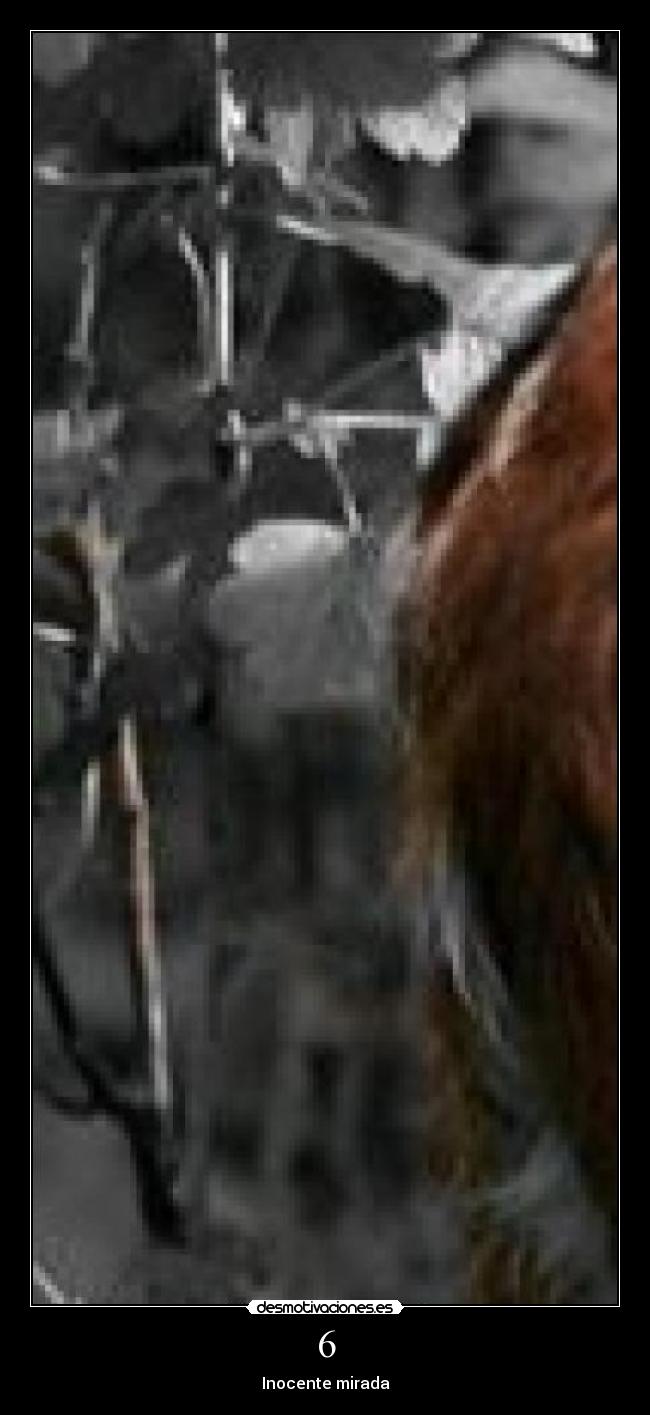 6 - Inocente mirada