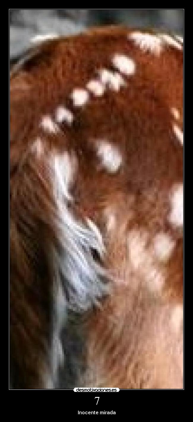 7 - Inocente mirada
