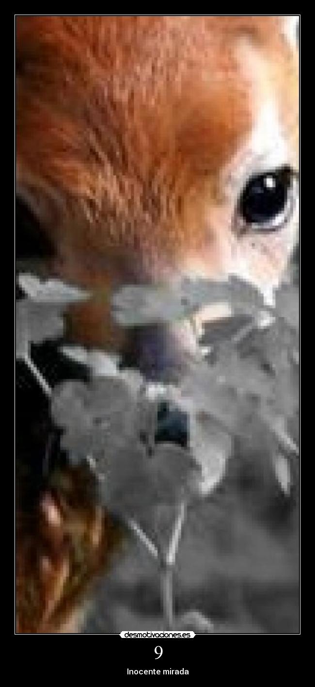 9 - Inocente mirada