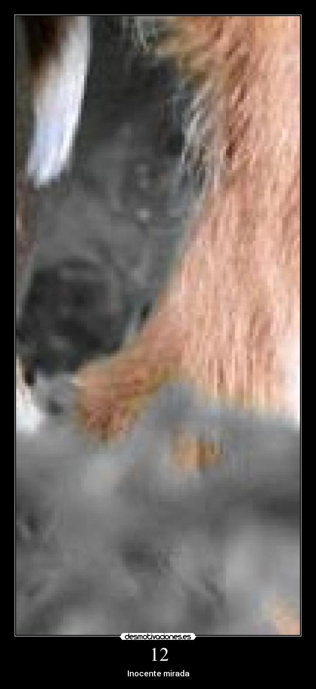 12 - Inocente mirada