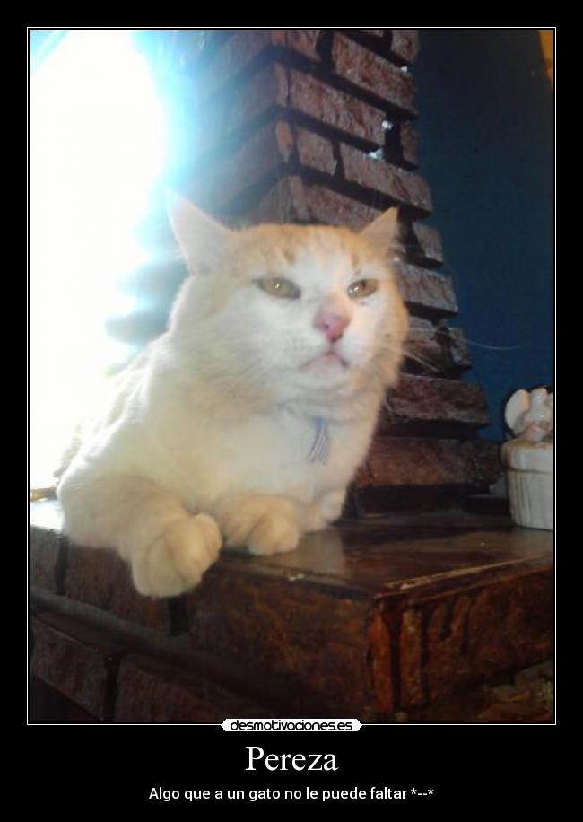 Pereza - Algo que a un gato no le puede faltar *--*