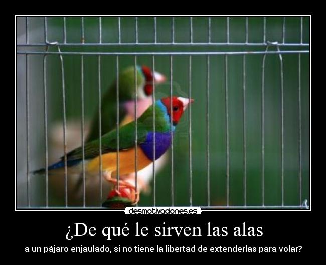 ¿De qué le sirven las alas -