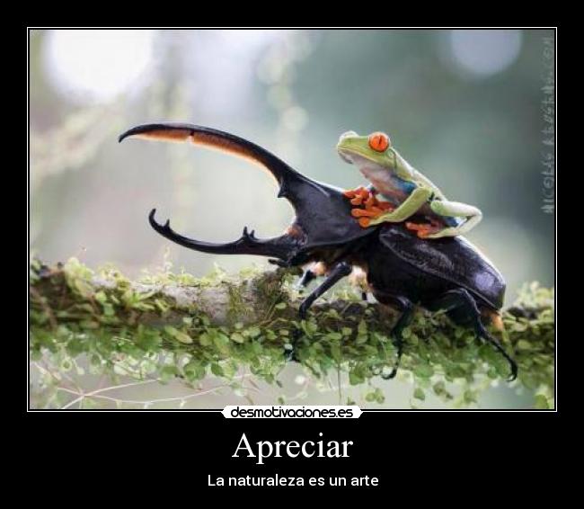Apreciar - La naturaleza es un arte