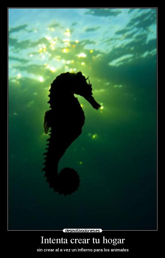 Intenta crear tu hogar -