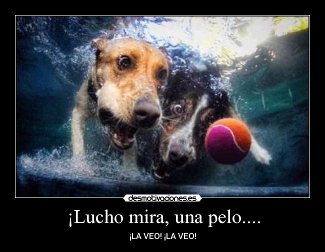 ¡Lucho mira, una pelo.... - ¡LA VEO! ¡LA VEO!