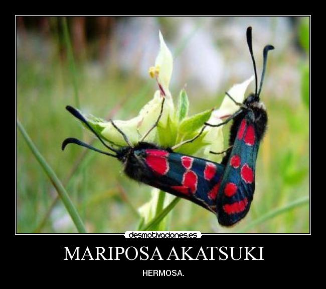 MARIPOSA AKATSUKI - HERMOSA.
