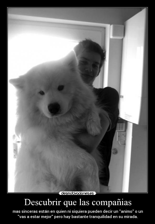 Descubrir que las compañias - mas sinceras están en quien ni siquiera pueden decir un animo o un
vas a estar mejor pero hay bastante tranquilidad en su mirada.