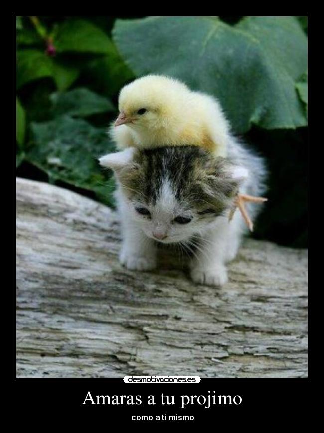 Amaras a tu projimo - como a ti mismo