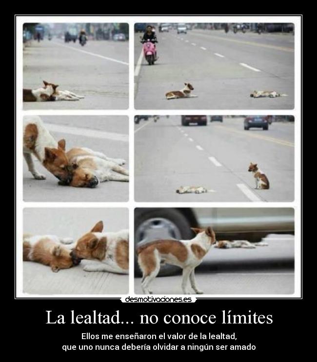La lealtad... no conoce límites - Ellos me enseñaron el valor de la lealtad,
que uno nunca debería olvidar a ningún ser amado