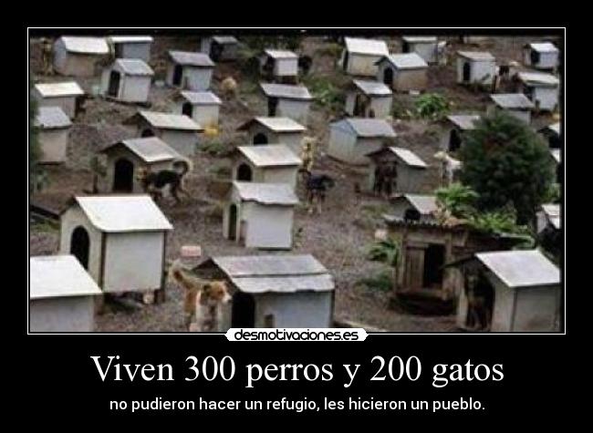 Viven 300 perros y 200 gatos - no pudieron hacer un refugio, les hicieron un pueblo.