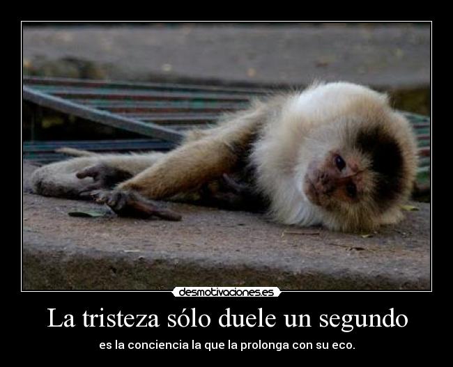 La tristeza sólo duele un segundo - es la conciencia la que la prolonga con su eco.