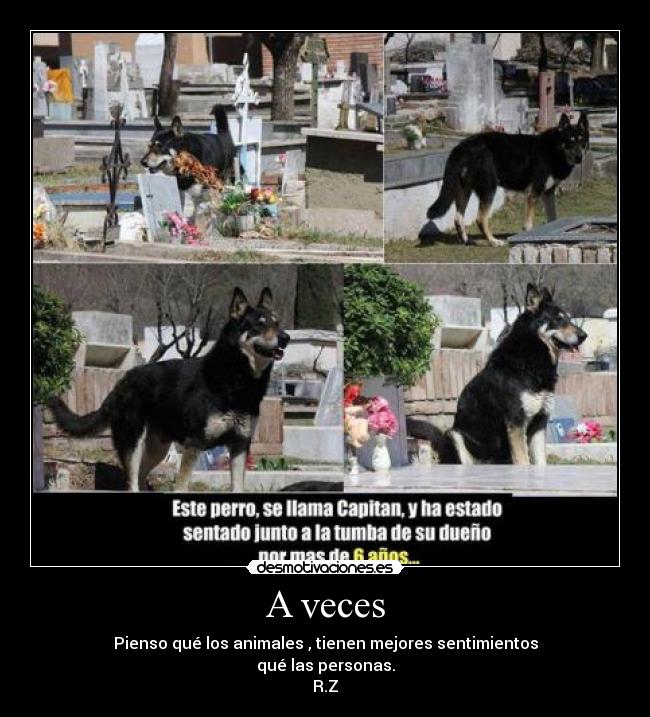 A veces - Pienso qué los animales , tienen mejores sentimientos
qué las personas.
R.Z