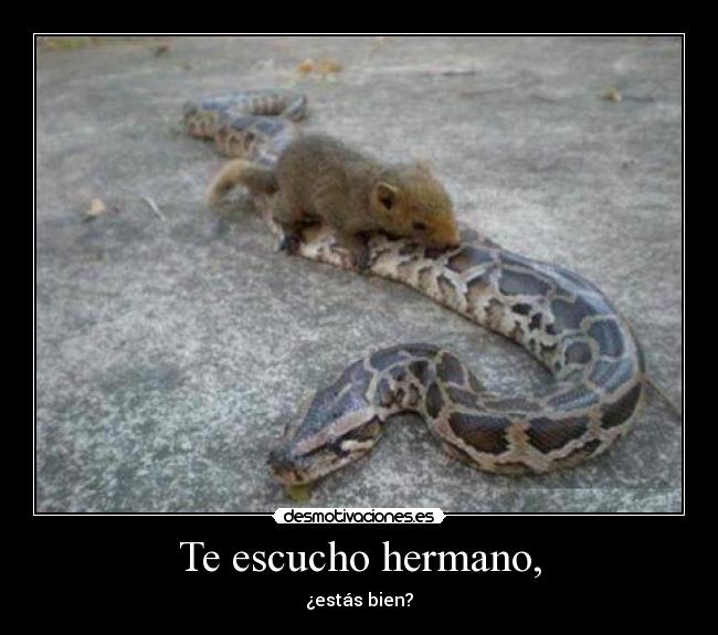 Te escucho hermano, -