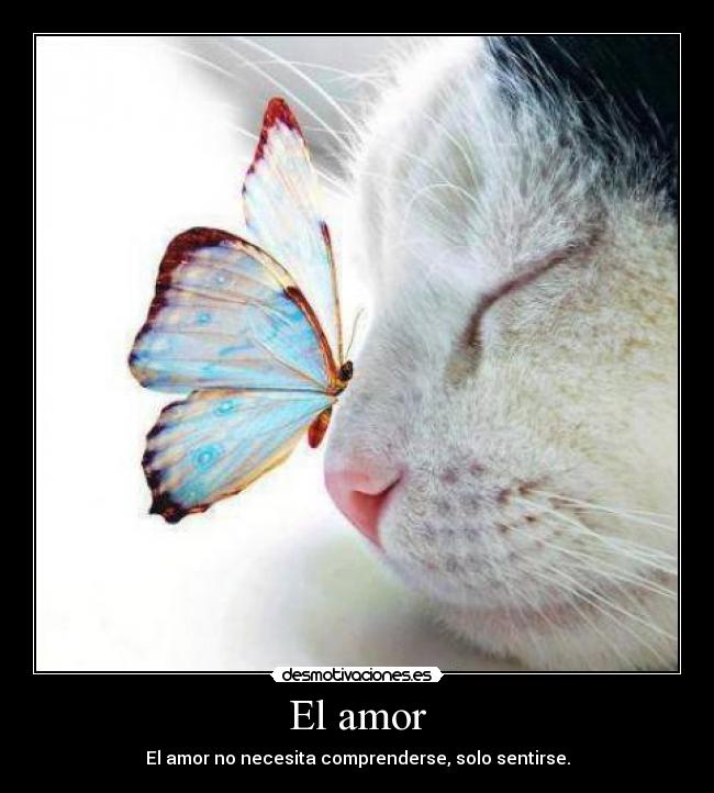 El amor -