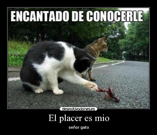 El placer es mio - señor gato