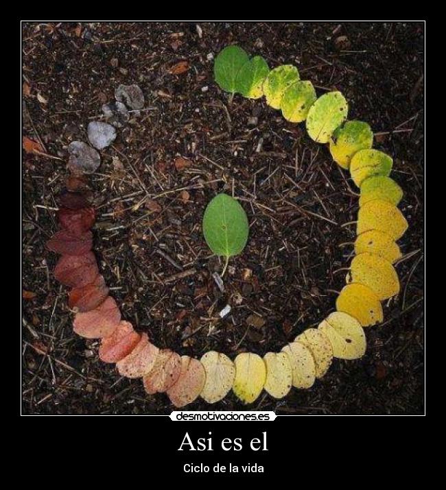 Asi es el - Ciclo de la vida