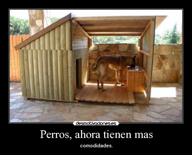 Perros, ahora tienen mas - 