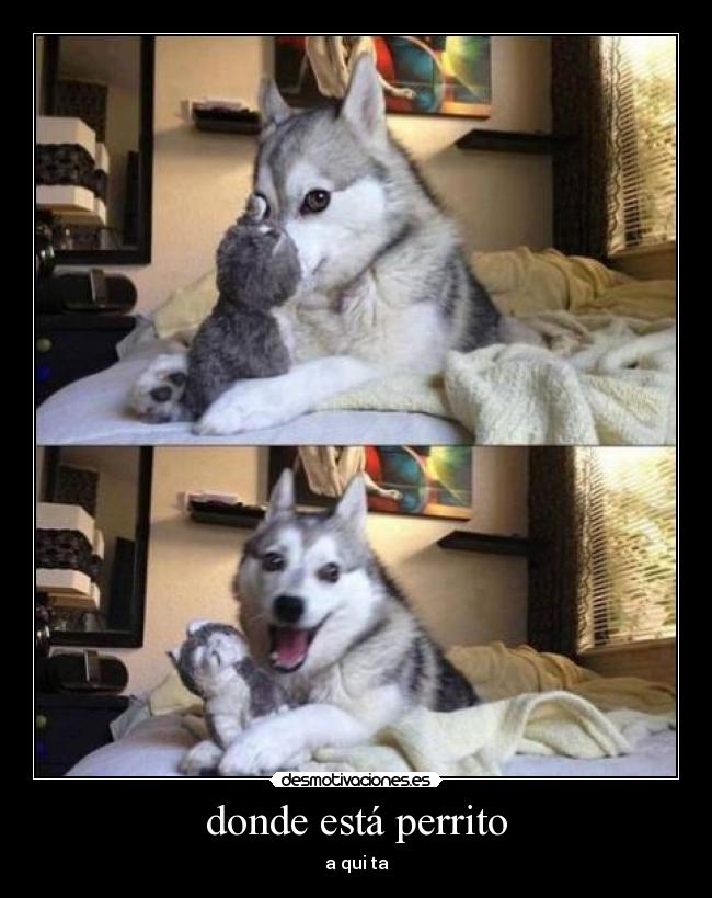 donde está perrito -